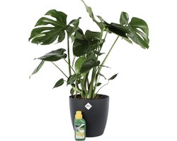 Monstera Deliciosa Struik met Elho sierpot en Pokon Hoogte 70cm - Potmaat 24 - Bektas Plants