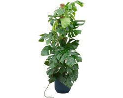 Monstera Pertusum XL + elho Vibes Fold Round - Wit