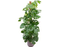 Monstera Pertusum XL inclusief elho Jazz Round rood - Ø26cm - 140-150cm hoog - Kamerplant - Complete set - Plant met pot