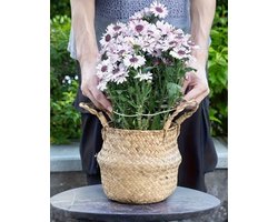 Monstera Plantenstandaards – 1 Stuks | Plantensteunen & Klimplant Steunen voor Kamerplanten | Metalen Plantenhouders in Bladvorm – Decoratieve Plantenstandaard voor Monstera, Philodendron & Klimplanten – Goud