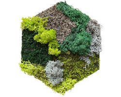 Mos Tegel Hexagon – Wanddecoratie van Natuurlijk Mos – Handgemaakt – Onderhoudsvrij – 18×21 cm – Bont Gemêleerd