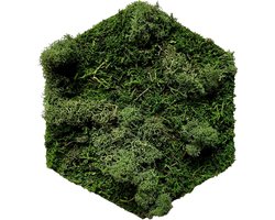 Mos Tegel Hexagon – Wanddecoratie van Natuurlijk Mos – Handgemaakt – Onderhoudsvrij – 18×21 cm – Donkergroen
