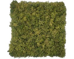 Moswand tegel op kurk - 30x30cm - Natuurlijk mos - Echt Mos - zelfklevende tegel - Groene wand - Akoestisch Wandpaneel - Mostegel - Mosschilderij op maat knippen
