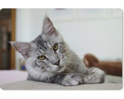 Muismat XXL 120x80 cm - Bureau onderlegger - Bureau mat Een liggende Grijze Maine Coon kat - Bureaumat - Gaming mousepad xl - Bureaulegger groot - Computer deskmat