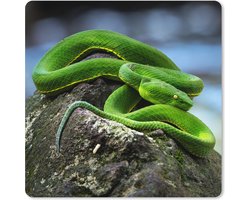 Muismat XXL 50x50 cm - Bureau onderlegger - Bureau mat Groene slang op steen - Bureaumat - Gaming mousepad xl - Bureaulegger groot - Computer deskmat