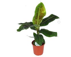Musa 'Dwarf Cavendish' - Hoogte 95cm - Pot 21cm