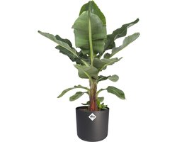 Musa in ® ELHO b.for soft sierpot - Hoogte 80cm Potmaat 27 - Bektas Plants