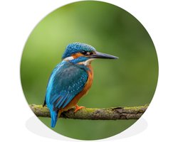 Muurcirkel - Wandcirkel - IJsvogel - Tak - Mos - Vogel - Kunststof - Schilderij rond - 30x30 cm - Wanddecoratie rond - Schilderij rond