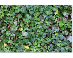 Muurdecoratie Een wand gevuld met Hedera klimop - 180x120 cm - Tuinposter - Tuindoek - Buitenposter