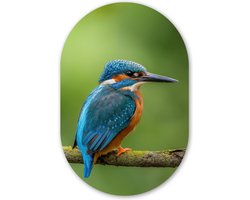Muurovaal - Kunststof Wanddecoratie - Ovalen Schilderij - IJsvogel - Tak - Mos - Vogel - Groen - 40x60 cm - Ovale spiegel vorm op kunststof