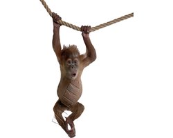Muursticker Orang Oetan