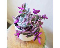 Nanouk - Tradescantia - Koraal Kleurig - Licht Roze