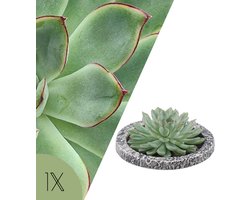 NatureNest | Echeveria vetplant in schaal | kamerplant | Echeveria pulidonis | beton look sierpot