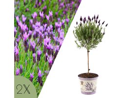 NatureNest | Franse lavendel op stam set van 2 | sierpot Deluxe | Lavandula stoechas ‘Anouk’ | geurende terrasplant