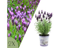 NatureNest | Franse lavendel | Set van 2 tuinplanten in sierpot | Lavandula angustifolia | Geurende tuinlavendel voor buiten