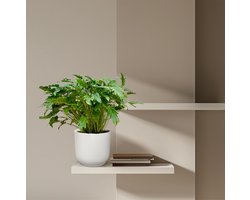 NatureNest - Kamerplanten - Philodendron Xanadu - 1 Stuk - 70 -80cm