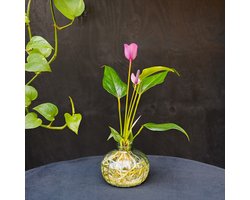 Nela | Anthurium | Hydroponie |Glas Groen | Bloem Paars