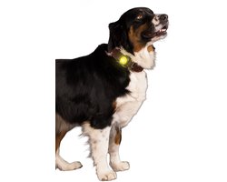 Nightwalk Safety Light - Verlichting hond - Veiligheidslampje voor de halsband - Hondenlampje - 2 Standen - Tot 100 uur - Tot 200 meter zichtbaar - Geel