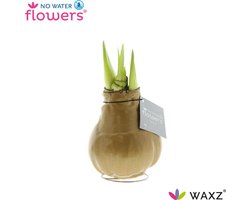 No Water Flowers® Waxz® Goud