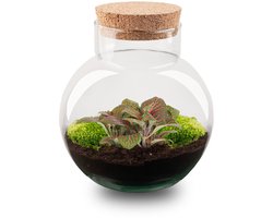 Noah - DIY Planten terrarium - Ecosysteem plant - Ø 18,5 cm ↑ 19 cm