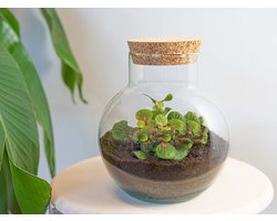 Noah - DIY Planten terrarium - Ecosysteem plant - Ø 18,5 cm ↑ 19 cm