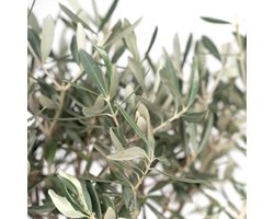 Olea - Ø19cm - 90cm