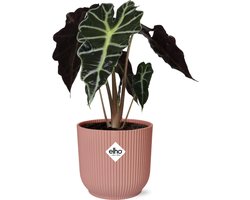 Olifantenoor in ELHO Vibes Fold Kleur Roze, Groene Plant, Tropisch, Karakteristiek blad, Alocasia Polly - Ø14cm - 40cm