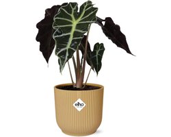 Olifantenoor in Pot ELHO Vibes Fold Kleur Geel, Groene Plant, Tropisch, Karakteristiek blad, Alocasia Polly - Ø14cm - 40cm