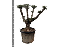 Olijfboom Olea Europaea Pom Pon Plateau - 160cm