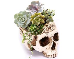 OmGoods - Dailygoody - Plantenbak van hars - Schedelbloempot - design