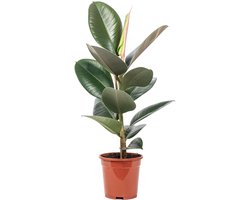 Omgoods - Rubber Tree Ficus Elastica 'Robusta' - Onderhoudsvriendelijke Kamerplant 50 cm
