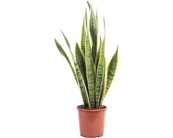 Onderhoudsvriendelijke Booghennep Kamerplant - Sansevieria Trifasciata - 45 cm Hoog, 14 cm Pot