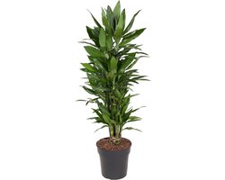 Onderhoudsvriendelijke Dracaena Janet Lind - 140 cm: Breng Groen en Stijl in Elk Interieur