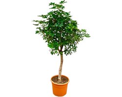 Onderhoudsvriendelijke kamerplant Schefflera op stam | Groene vingerboom binnen 200cm hoog - ø40cm