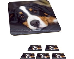 Onderzetters voor glazen - Een Berner Sennenhond liggend op de bank - 10x10 cm - Glasonderzetters - 6 stuks