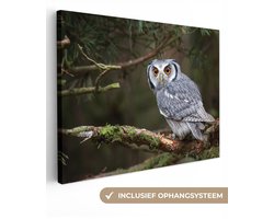 OneMillionCanvasses - Canvas schilderij - Uil - Vogel - Takken - Mos - Canvas doek - Schilderijen woonkamer - 80x60 cm - Wanddecoratie