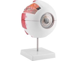 Oog Model Anatomisch Oogbal Model voor Menselijk Oogbal Anatomie Leren Leren, 6X Vergrotingsmodel
