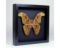 Opgezette Atlasvlinder in Elegant Zwarte Lijst - Attacus Atlas