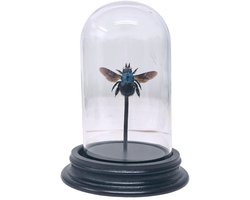 Opgezette bij - Xylocopa caerulea in glazen stolp 7x 12cm - Geprepareerde vlinders/ insecten Decoratie - Demuseumwinkel.com