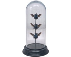 Opgezette bijen - Xylocopa caerulea (3) in glazen stolp 19x 8cm - Geprepareerde vlinders/ insecten Decoratie - Demuseumwinkel.com