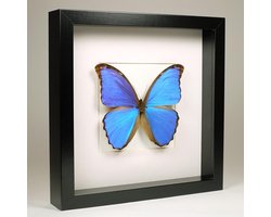 Opgezette Blauwe Vlinder in Zwarte Lijst - Morpho Didius