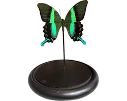 Opgezette Papilio blumei in stolp