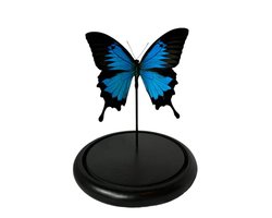 Opgezette Papilio ulysses in stolp