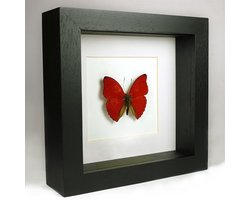 Opgezette Rode Vlinder in Zwarte Lijst 16x16 cm - Cymothoe Sangaris