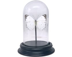 Opgezette vlinder - Belenois Calypso in glazen stolp 7x 12 cm - Geprepareerde vlinders/ insecten Decoratie - Demuseumwinkel.com