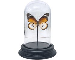 Opgezette vlinder - Danaus Chrysippus in glazen stolp 9x 12cm - Geprepareerde vlinders/ insecten Decoratie - Demuseumwinkel.com
