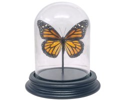 Opgezette vlinder - Danaus Plexippus in glazen stolp 9x 12cm - Gepreprareerde vlinders/ insecten Decoratie - Demuseumwinkel.com