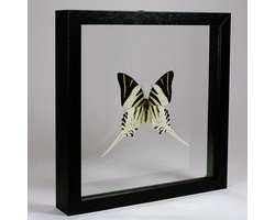 Opgezette vlinder in dubbelglas lijst - Graphium androcles