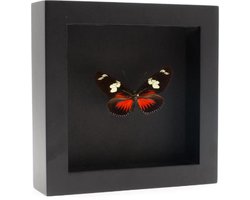 Opgezette Vlinder in Elegante Zwarte Lijst - Heliconius Doris Eratonensis