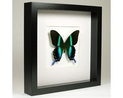 opgezette vlinder in kader - Papilio blumei - kader 27x27 - natural interior - incl naam en herkomstetiket